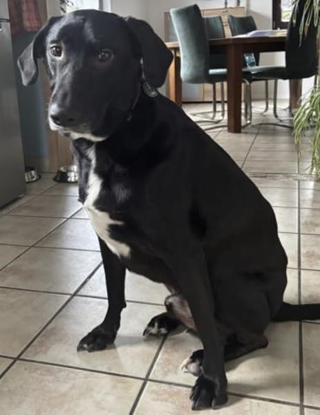 anhänglicher Doby, bereits bei Monschau