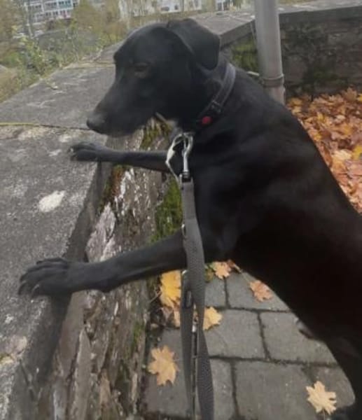 anhänglicher Doby, bereits bei Monschau