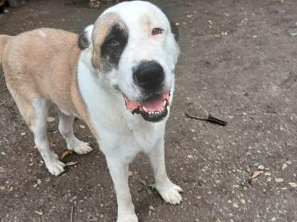 Darius sucht ein Zuhause