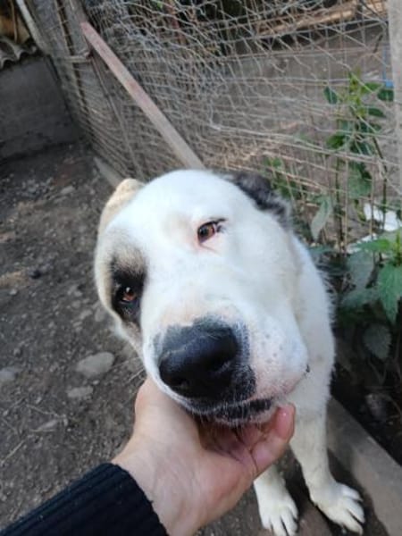 Darius sucht ein Zuhause