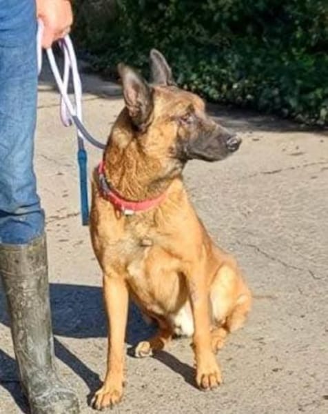 Malinois-Mix ROCKY wartet in 07806 Weira