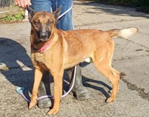 Malinois-Mix ROCKY wartet in 07806 Weira