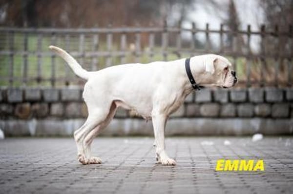 Boxermaus Emma sucht ihre Menschen