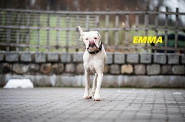 Boxermaus Emma sucht ihre Menschen