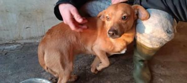 Dackel Mix, Rüde, 3 Jahre