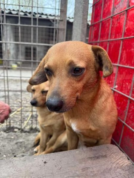 Dackel Mix, Rüde, 3 Jahre