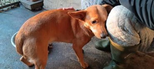 Dackel Mix, Rüde, 3 Jahre