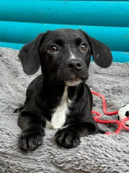 JOKO-bezaubernder Welpen-Rüde,28cm