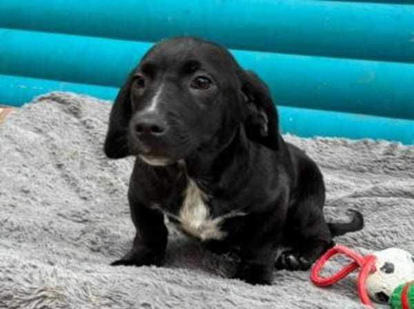 JOKO-bezaubernder Welpen-Rüde,28cm