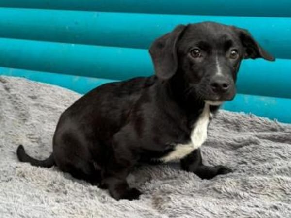 JOKO-bezaubernder Welpen-Rüde,28cm