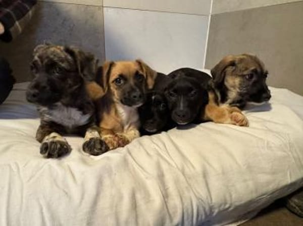 JOKO-bezaubernder Welpen-Rüde,28cm