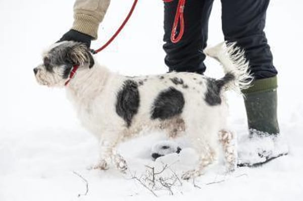 Picur  charmanter Begleiter