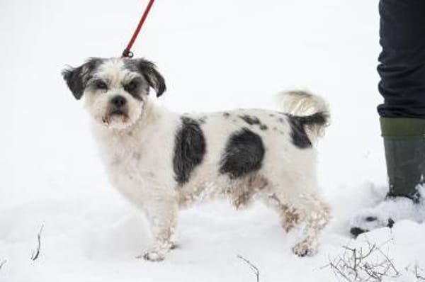 Picur  charmanter Begleiter