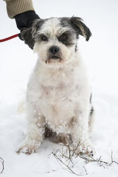 Picur  charmanter Begleiter