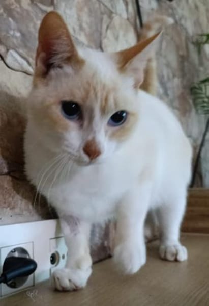 super schöner Ron, bereits bei Aachen