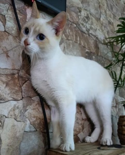 super schöner Ron, bereits bei Aachen