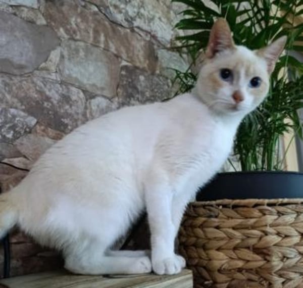 super schöner Ron, bereits bei Aachen