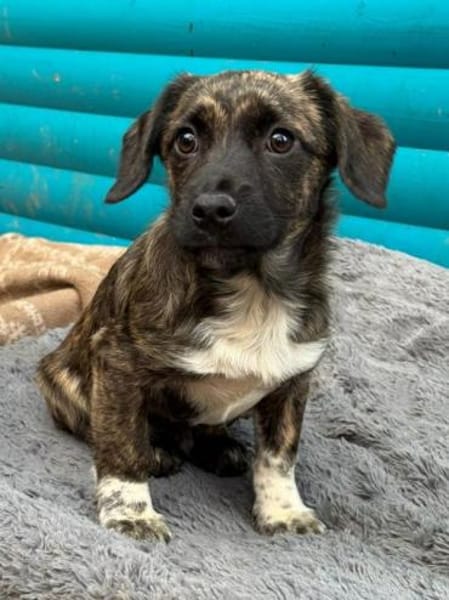 JUSTIN-zuckersüßer Welpen-Rüde,26cm