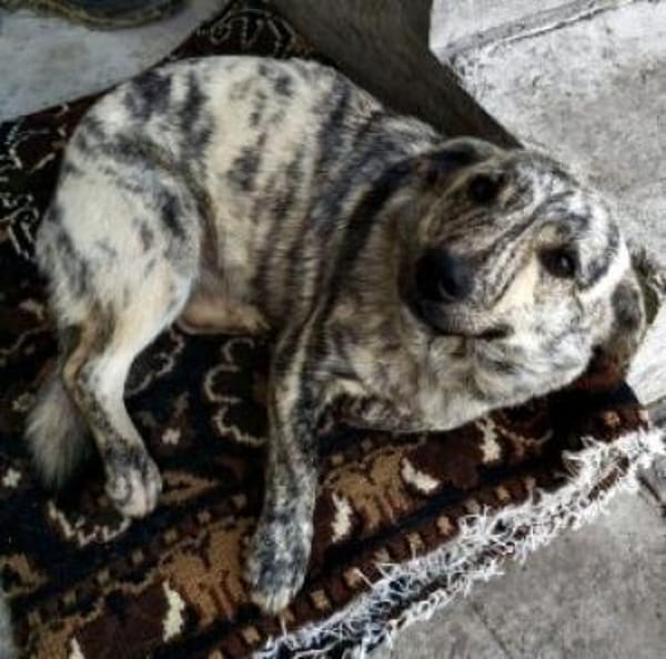 Bella 38 cm (Pflegestelle)