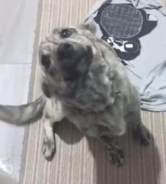 Bella 38 cm (Pflegestelle)