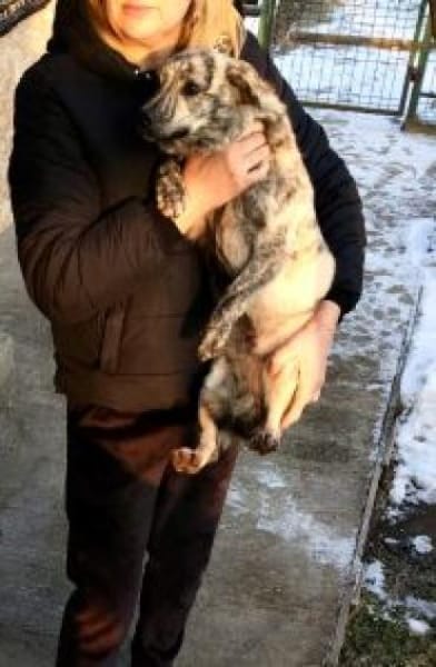 Bella 38 cm (Pflegestelle)