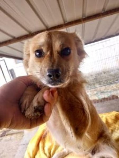 Hannelore 35 cm (Pflegestelle)