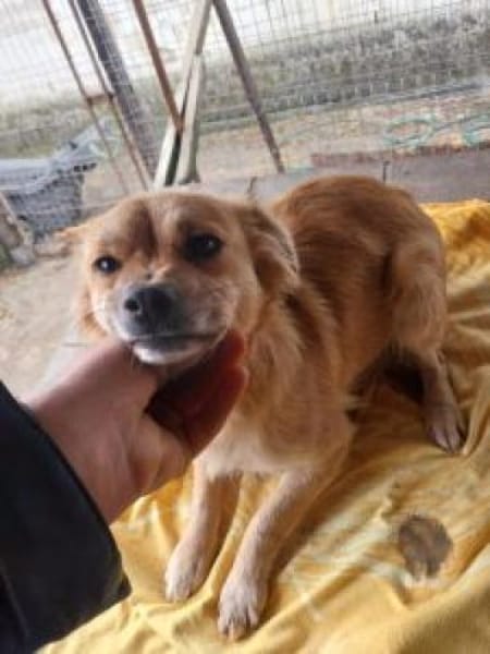 Hannelore 35 cm (Pflegestelle)