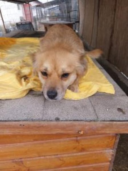 Hannelore 35 cm (Pflegestelle)