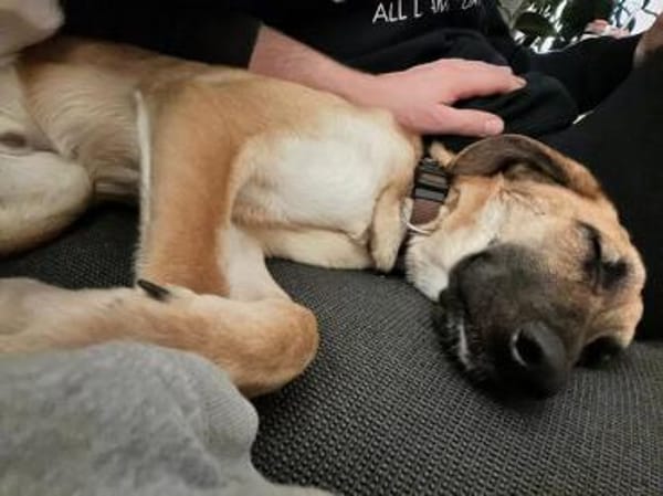 Umar (zur Pflege in 65346 Eltville am R)