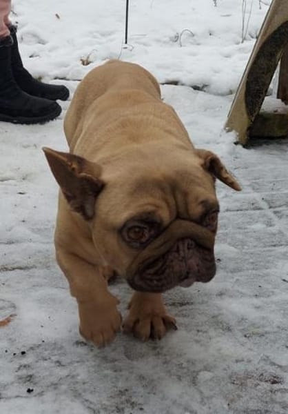 BALU PP sucht sehnsüchtig nach Liebe