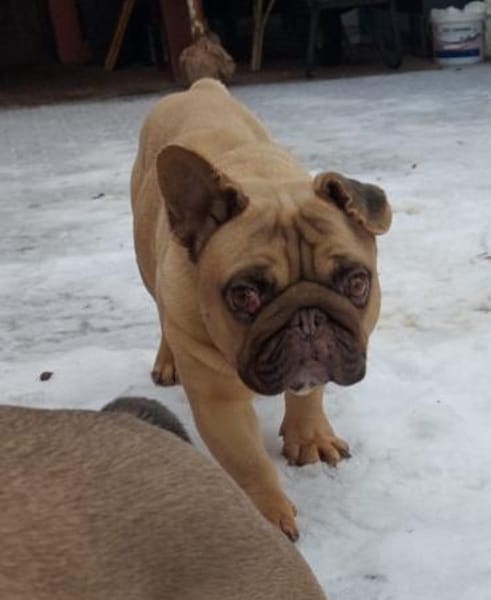 BALU PP sucht sehnsüchtig nach Liebe