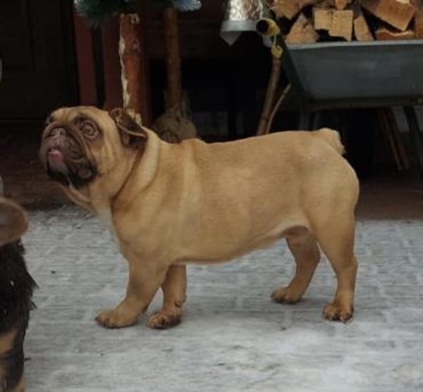 BALU PP sucht sehnsüchtig nach Liebe