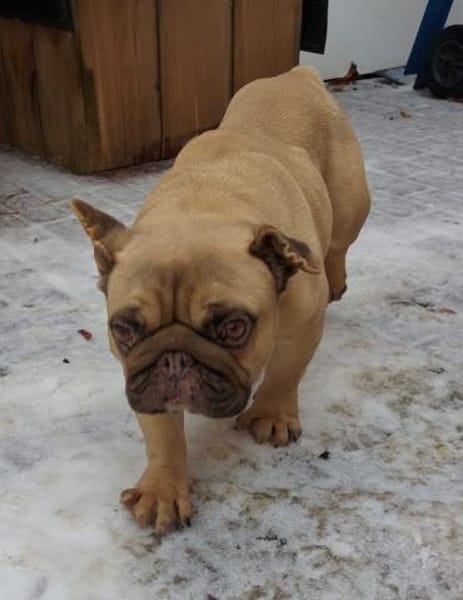 BALU PP sucht sehnsüchtig nach Liebe