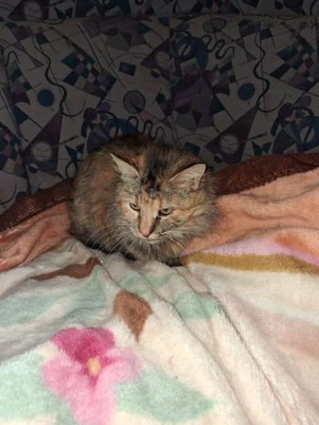 Zuhause gesucht für Lisi