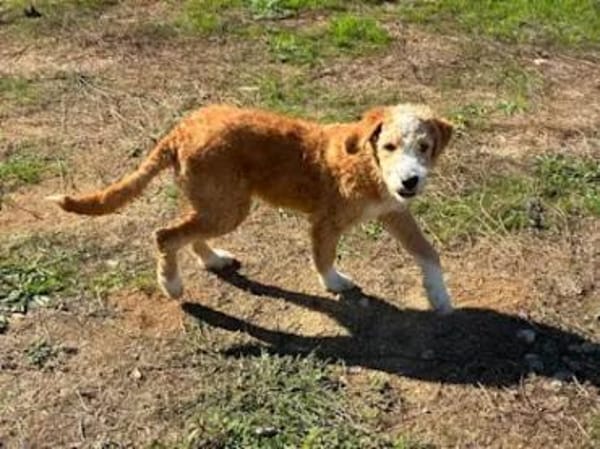 RICCIOLINA - ab 2/26 auf PS in München