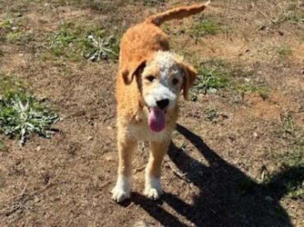 RICCIOLINA - ab 2/26 auf PS in München