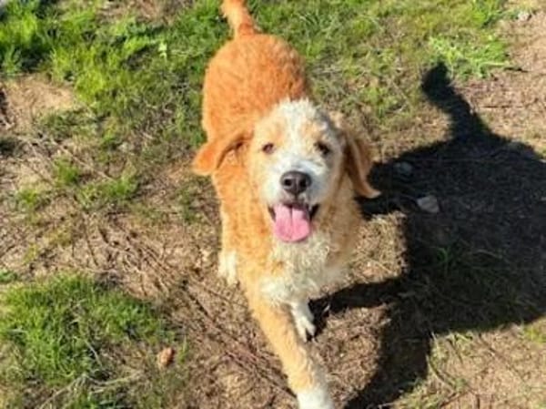 RICCIOLINA - ab 2/26 auf PS in München