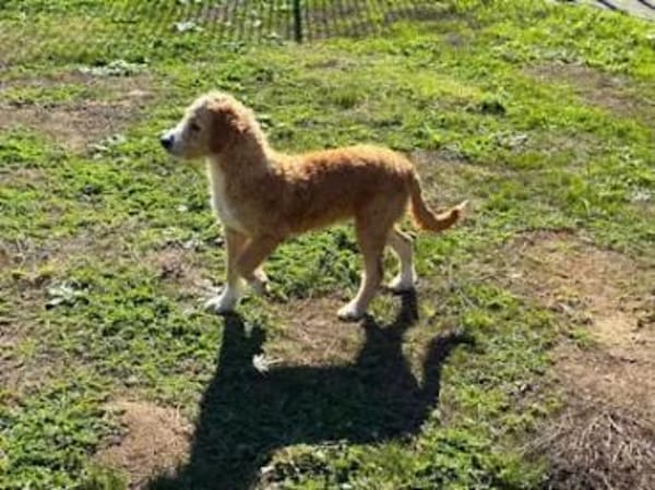 RICCIOLINA - ab 2/26 auf PS in München