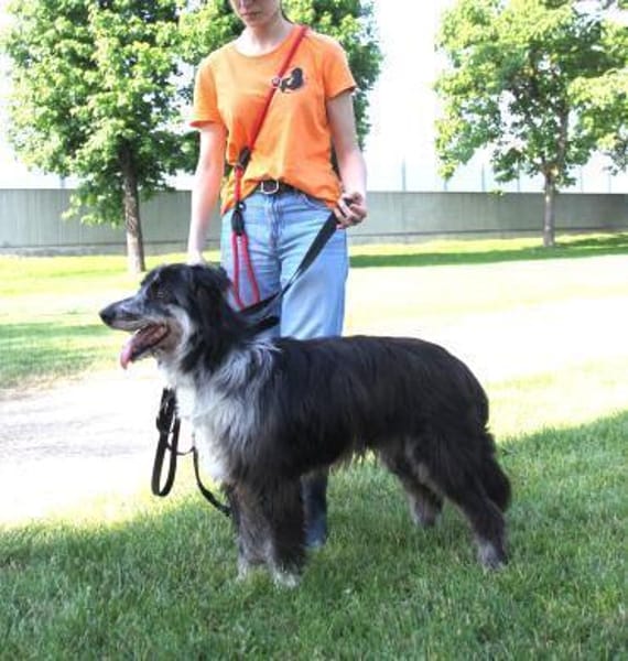 Ziggy - sucht Ruhe und Geborgenheit