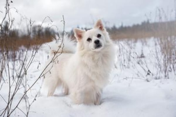 Gino - schüchterner Spitz sucht Zuhause