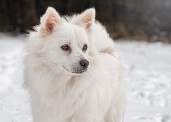 Gino - schüchterner Spitz sucht Zuhause