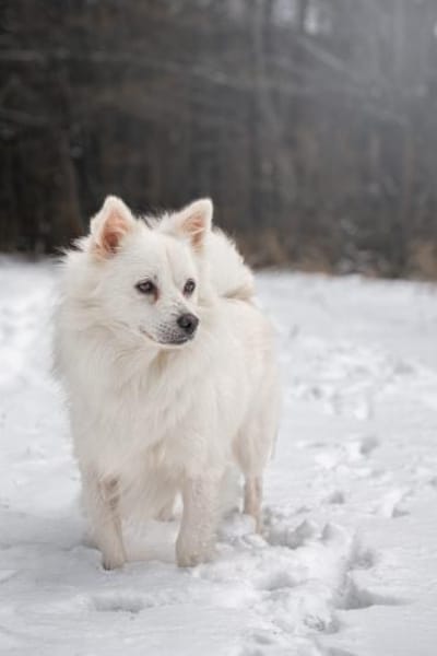 Gino - schüchterner Spitz sucht Zuhause