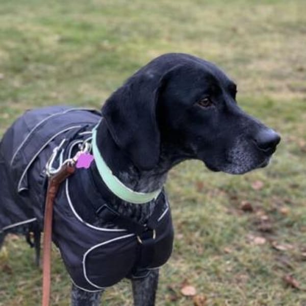 Evangelia -zur Pflege in 65205 Wiesbaden