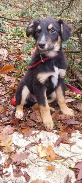 Kleiner, tapferer Tobi sucht ...