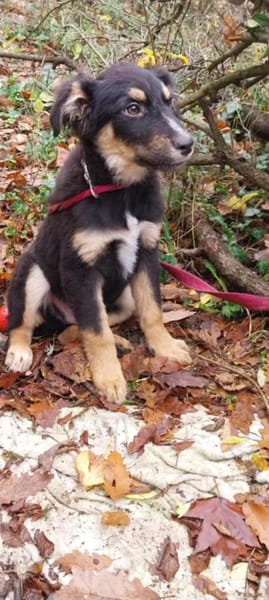 Kleiner, tapferer Tobi sucht ...