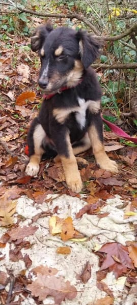 Kleiner, tapferer Tobi sucht ...