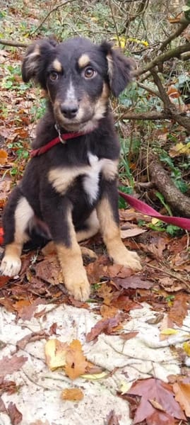 Kleiner, tapferer Tobi sucht ...