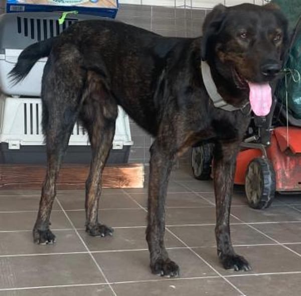 Matty sucht seine Familie