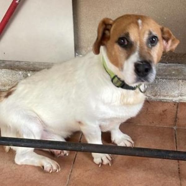 Gustl 🍀 schenkst du mir ein Körbchen?