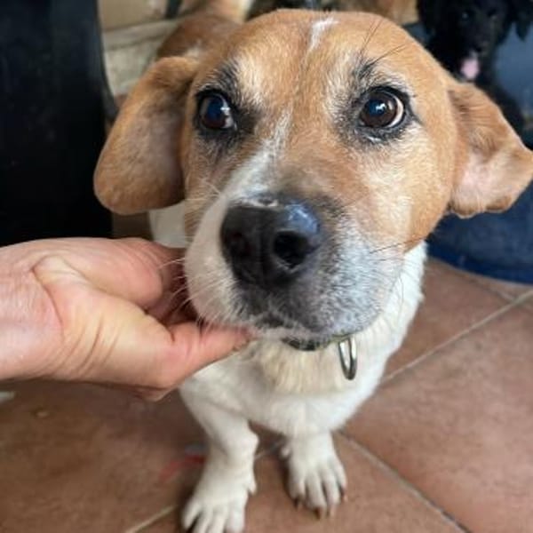 Gustl 🍀 schenkst du mir ein Körbchen?